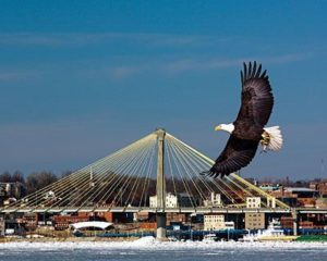 American Bald Eagle flying with Clark (cable stay) Bridge and Alton, IL waterfront in background